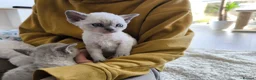 Devon Rex cats for sale: Devon Rex blue point kittens 💙 - Advert 12