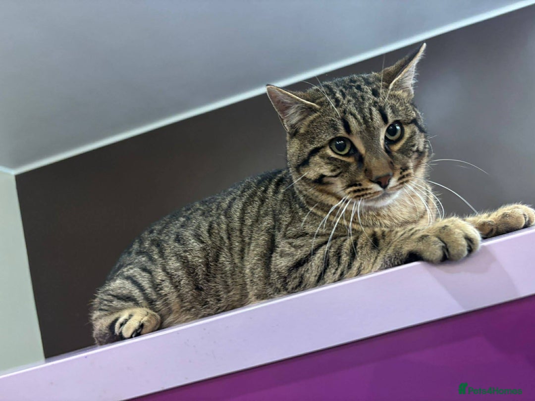 Mixed Breed cats for adoption: Tiger for adoption - Advert 2