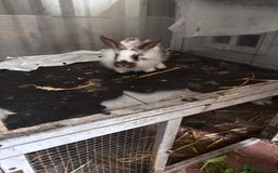 Lionhead rabbits for sale: Lionhead rabbits  - Image 6