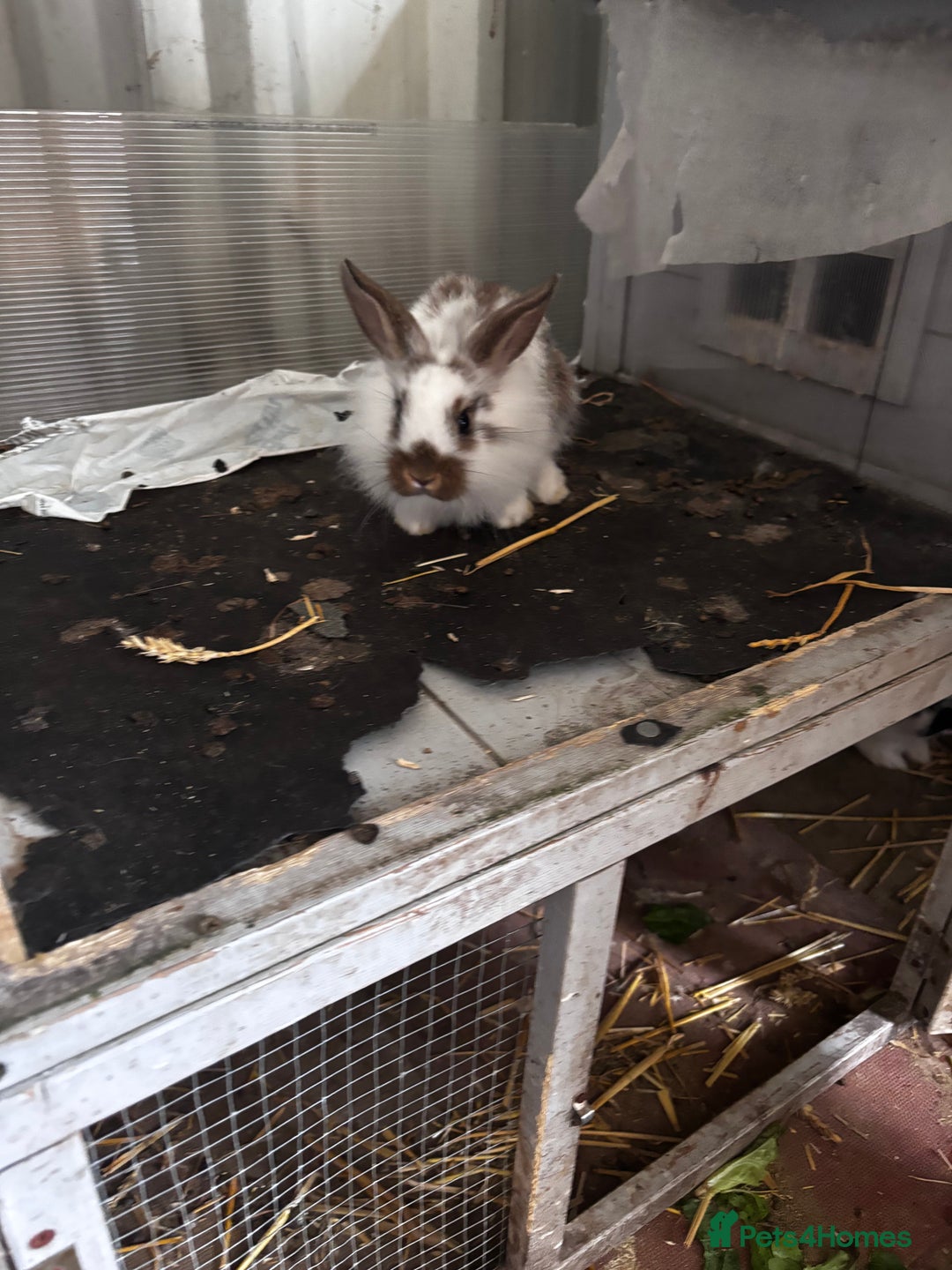 Lionhead rabbits for sale: Lionhead rabbits  - Image 6