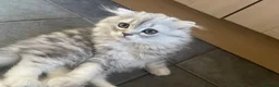 Scottish Fold cats for sale: Scottish Fold/Straight - Advert 26