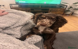 Cocker Spaniel dogs for sale: Cocker spaniel  - Image 3