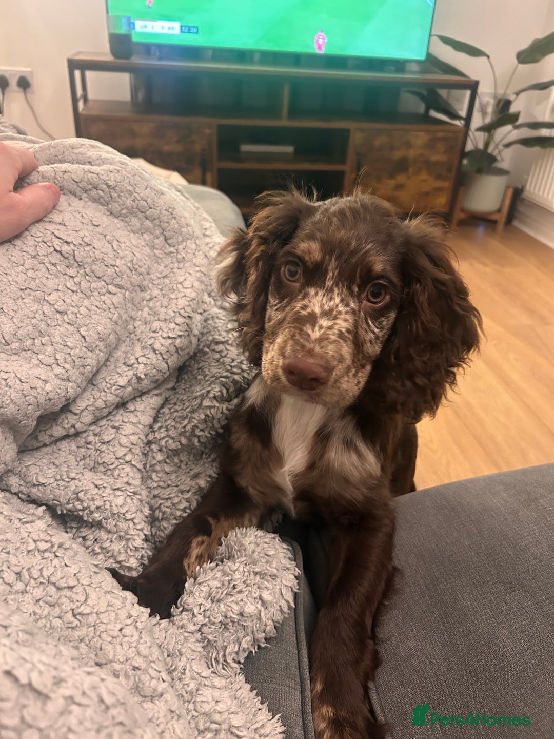 Cocker Spaniel dogs for sale: Cocker spaniel  - Image 3