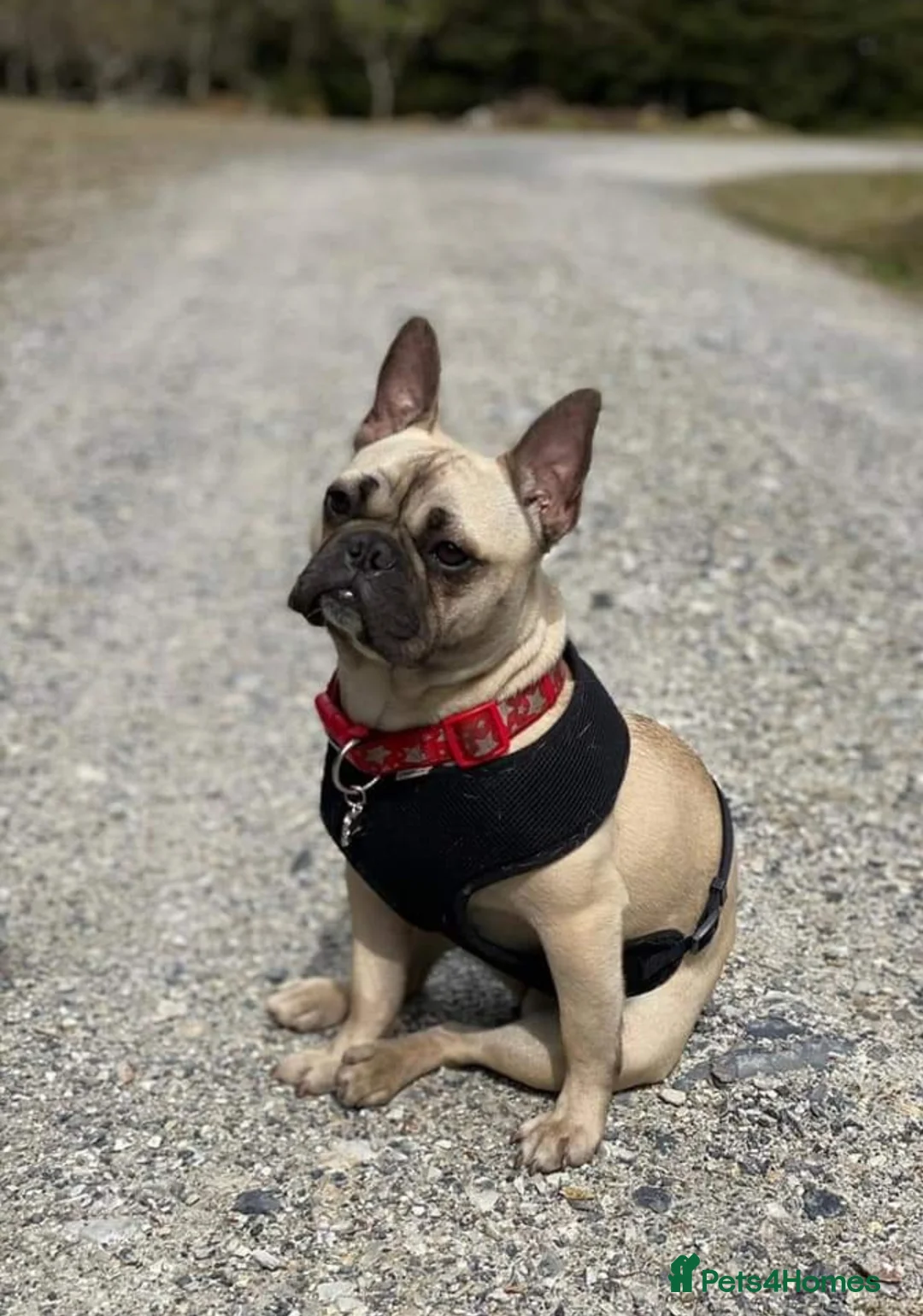 Gallery Image {{count}}