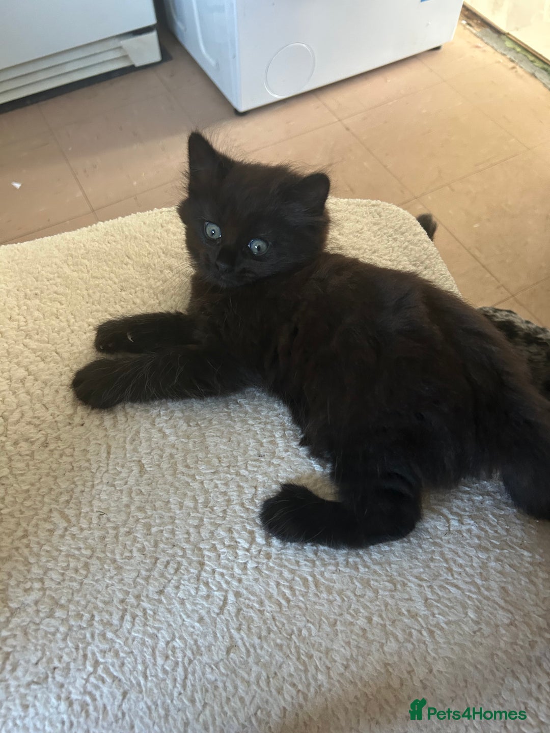 Maine Coon cats for sale: Maine coon cross  - Image 3