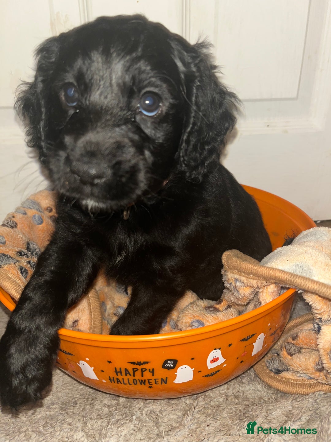 Cockapoo dogs for sale: 💫✨🐶🐾Gorgeous F1B Cockapoos🐾🐶✨💫 - Image 19