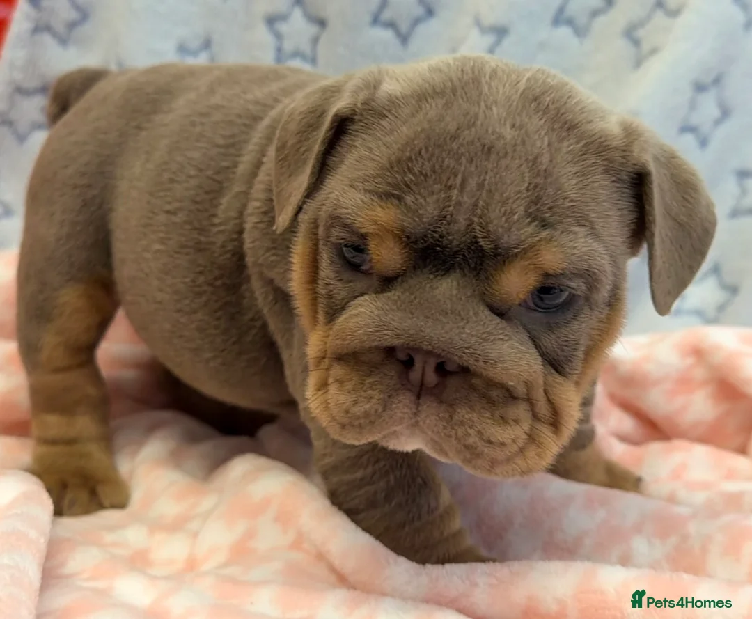 English Bulldog dogs for sale: Stunning kc English bulldog puppies, Ready now!!! - Advert 12