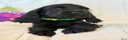 Cocker Spaniel dogs for sale: Health Tested KC Reg Showline Cocker Spaniel Pups - Advert 18