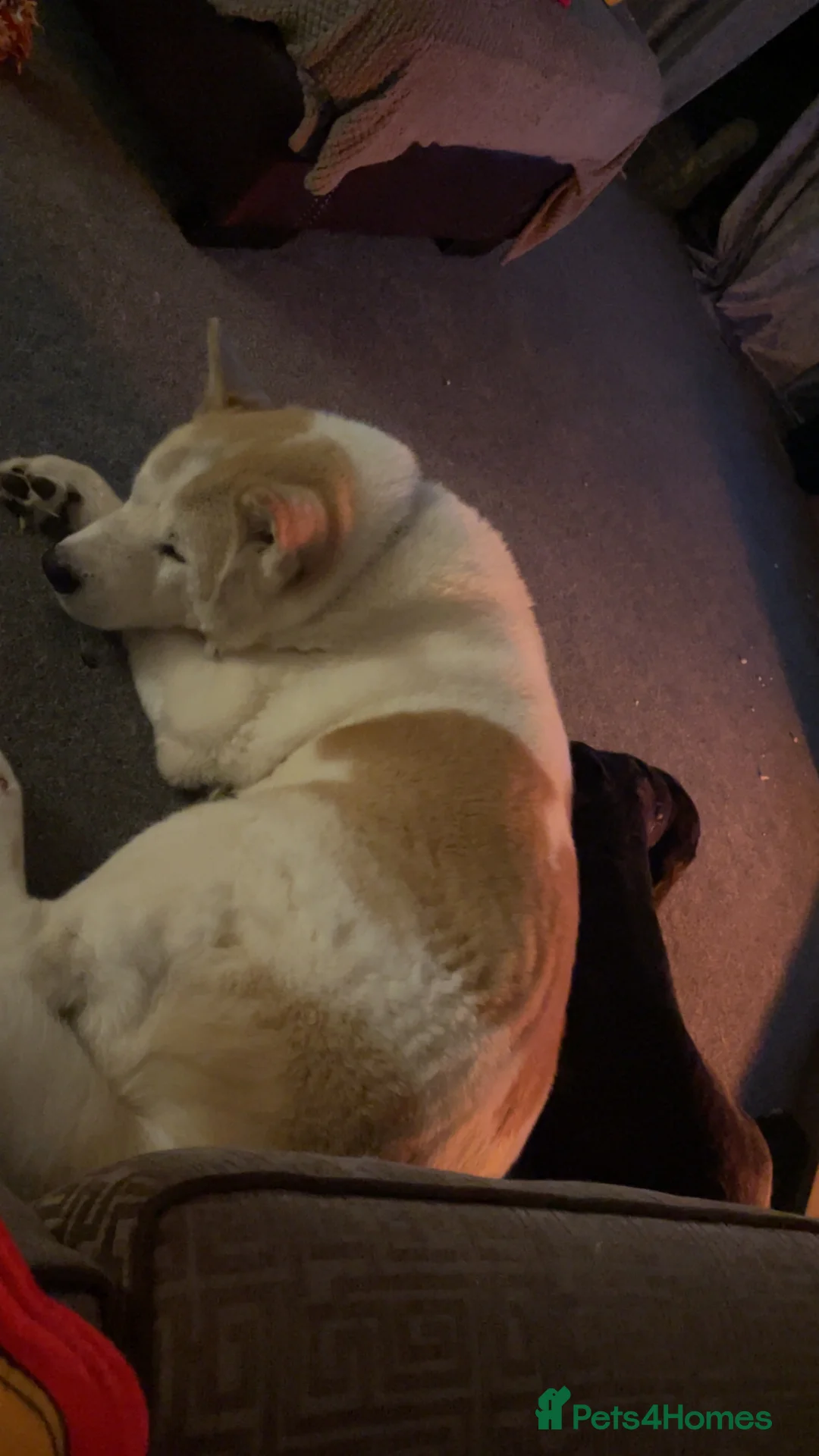 Akita dogs for sale: Akita urgent home  - Advert 5