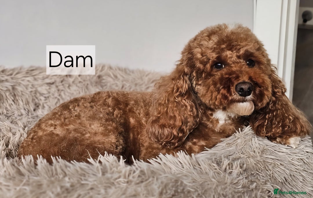 Cavapoo dogs for sale: **1 Left** F1 Health tested Cavapoo's - Image 8