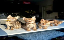Bengal cats for sale: 4 tiger cub bengal girls for sale  - Advert 11