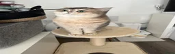 British Shorthair cats for sale: British Shorthair BlueGold looking for a new home in London - Advert 2