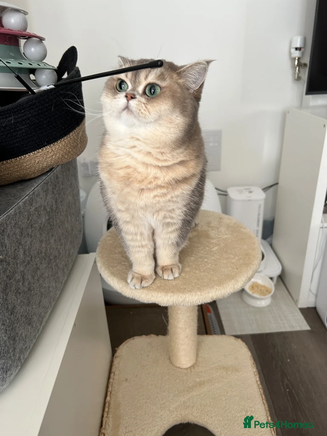 British Shorthair cats for sale: British Shorthair BlueGold looking for a new home in London - Advert 2