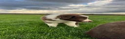 Border Collie dogs for sale: Gorgeous Litter of border collie puppy’s  - Advert 13