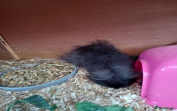 Guinea Pig rodents for sale: Swiss baby guinea-pigs  - Image 11