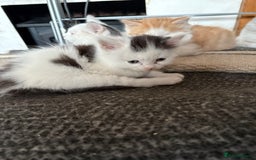 Mixed Breed cats for sale: 5 mixed breed cute kittens  - Image 2
