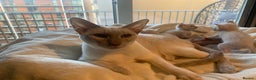 Tonkinese cats for sale: 5 Tonkinese kittens - Advert 2