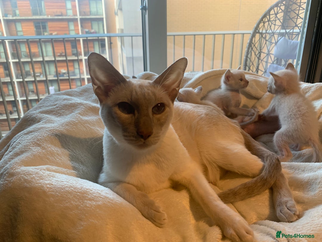 Tonkinese cats for sale: 5 Tonkinese kittens - Advert 2