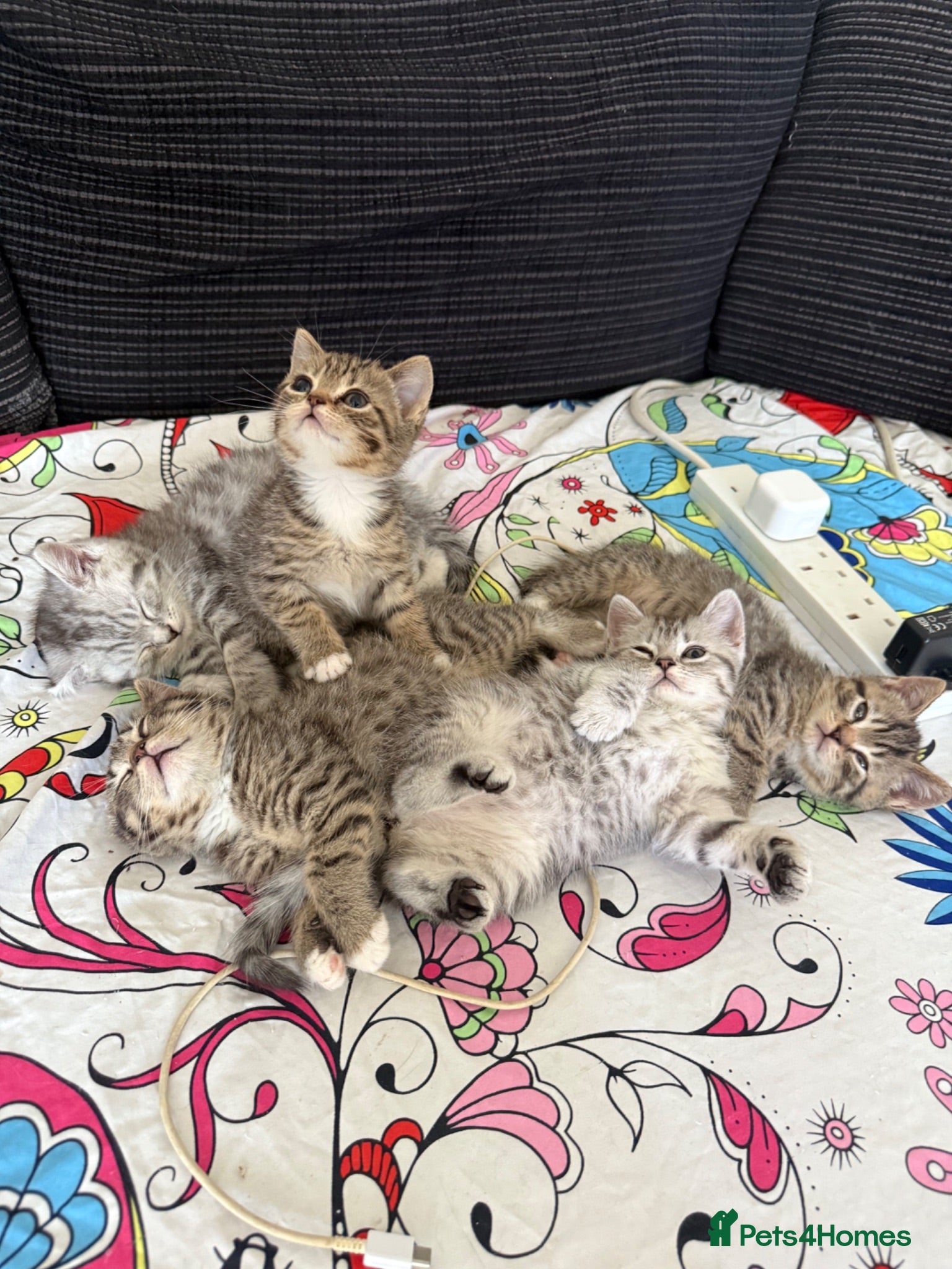 Mixed Breed cats Kitten  - Advert 1