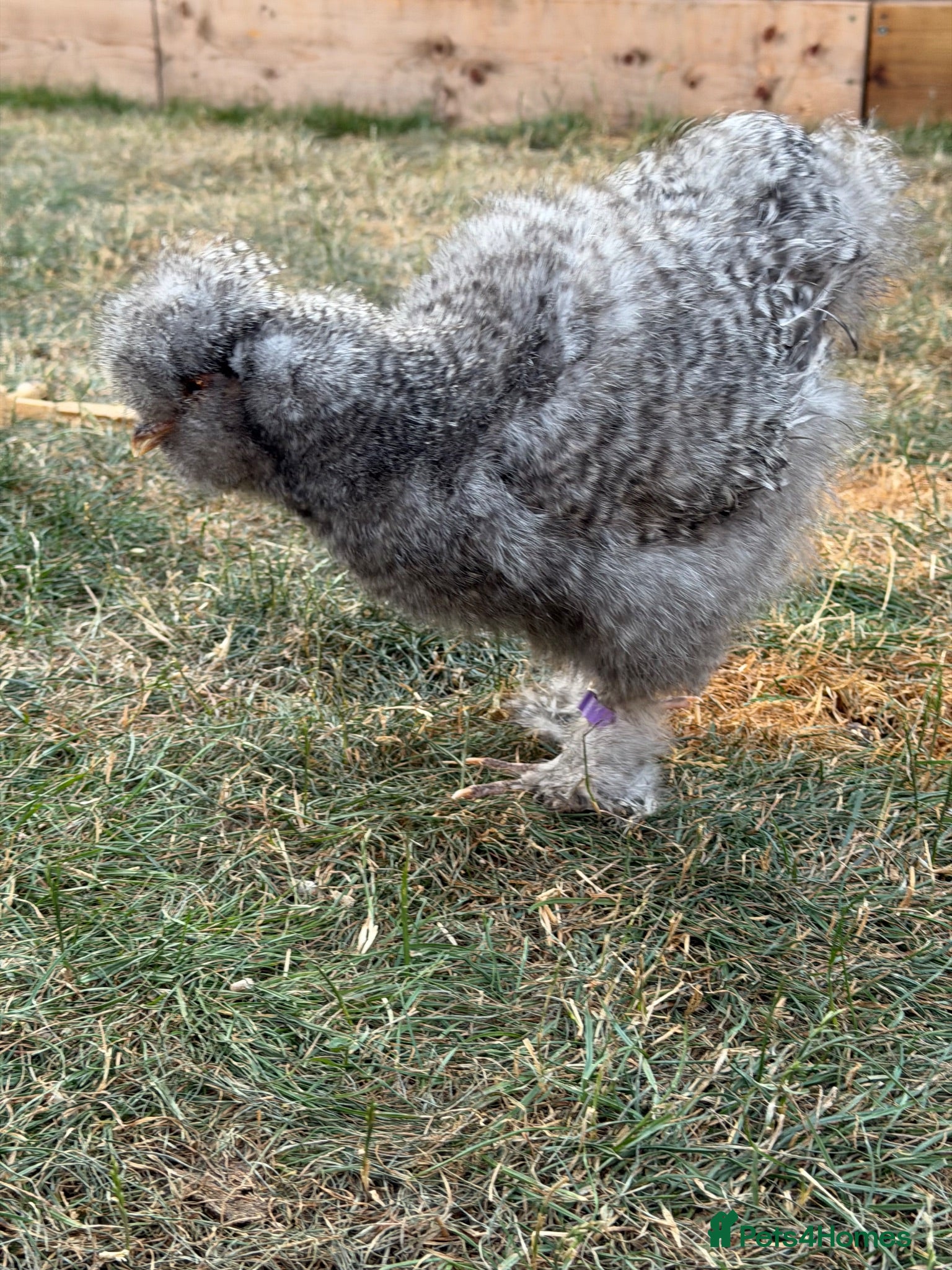Chickens poultry Rare breeds polish cuckoo silkie vorwerk  - Advert 2