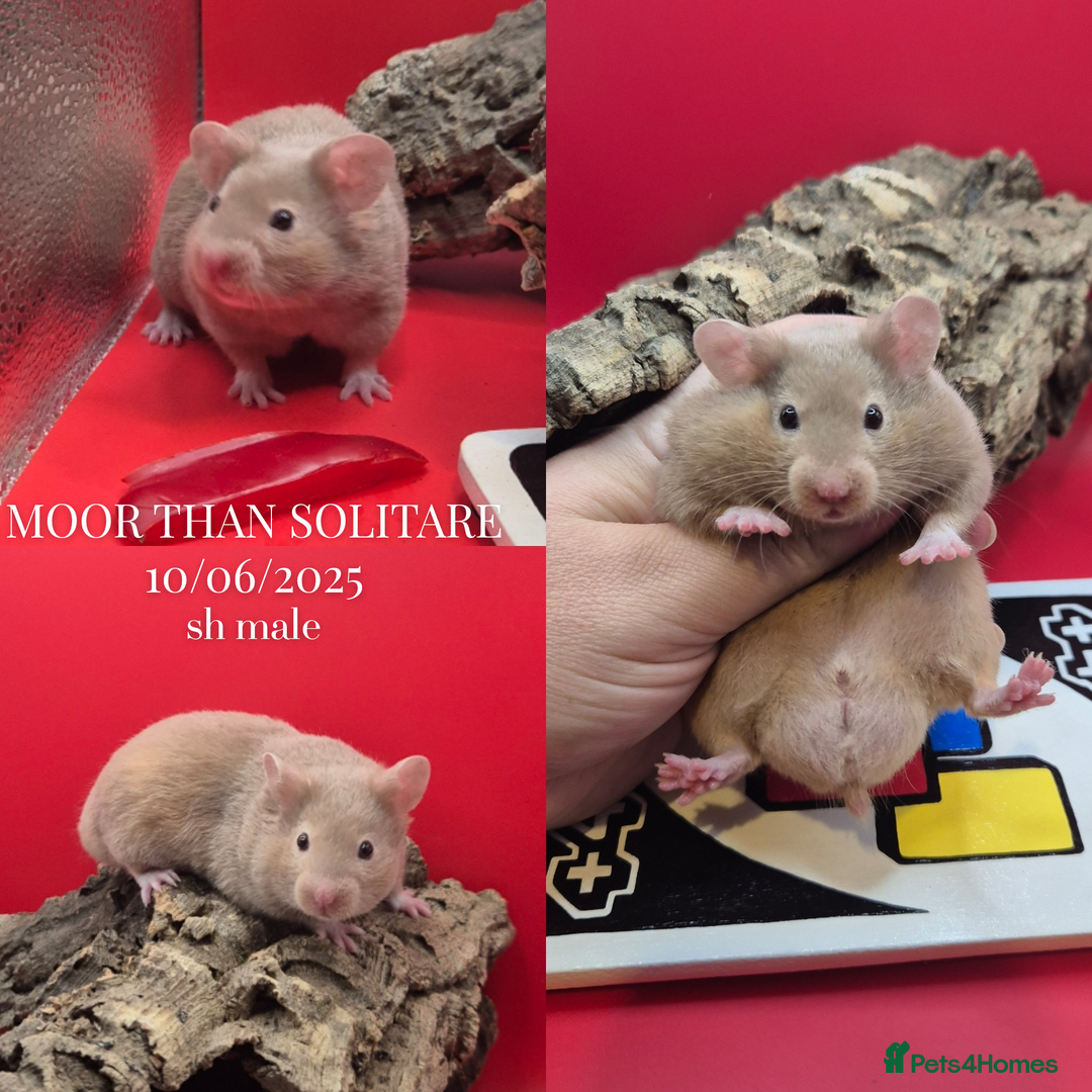 Hamster rodents for sale: 8 week old Male Pedigree Mink Syrian Hamsters - Image 5