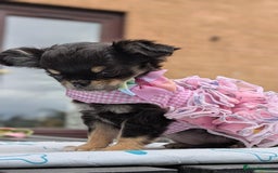 Chihuahua dogs for sale: KC Chihuahua Puppies - Image 4
