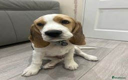 Beagle dogs for sale: Beagle puppy for sale  - Image 2