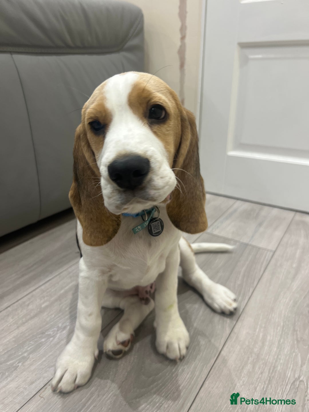Beagle dogs for sale: Beagle puppy for sale  - Image 2