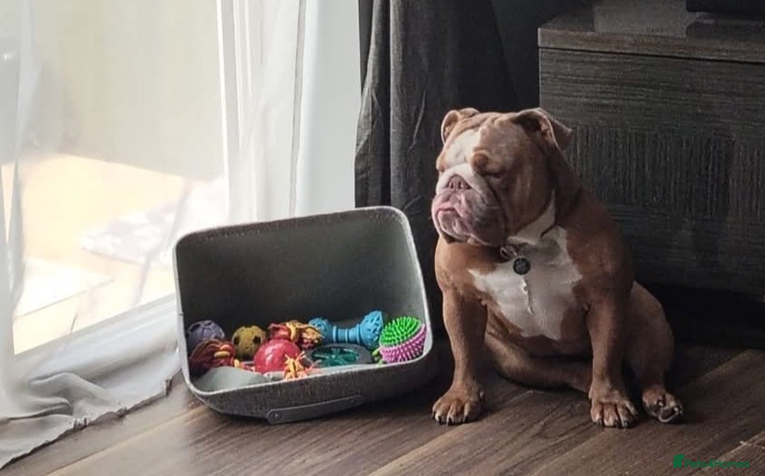 English Bulldog dogs for sale: British Bulldog  - Image 4