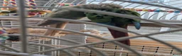 Conures birds for sale: Bonded Pair of Conures (Green Cheek & Pineapple) - Advert 17