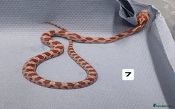 Corn Snake reptiles for sale: Corn Snake Morph Hatchling's  - Image 14