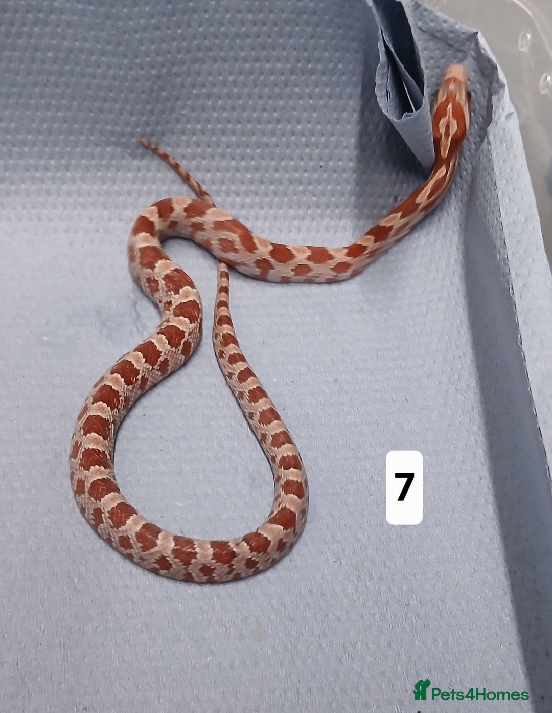 Corn Snake reptiles for sale: Corn Snake Morph Hatchling's  - Image 14