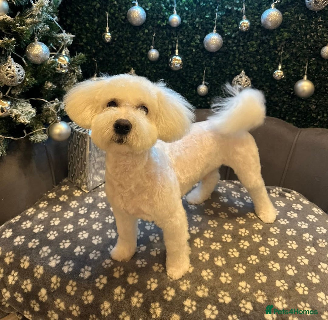 Mixed Breed dogs for sale: 6 month old Bichon x shichon puppy - Advert 1