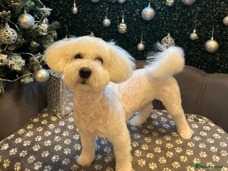 Mixed Breed dogs 6 month old Bichon x shichon puppy - Advert 1
