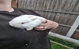 Lionhead rabbits for sale: Baby lionheads for sale - Image 11