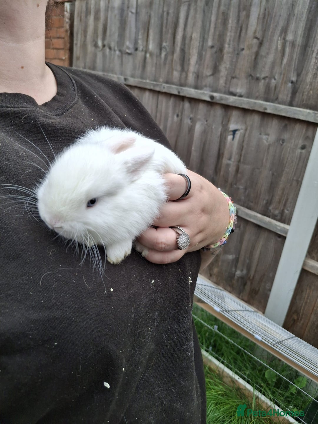 Lionhead rabbits for sale: Baby lionheads for sale - Image 11