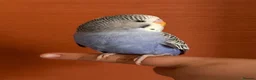 Budgerigars birds for sale:  2 Budgies for Sale  - Advert 5