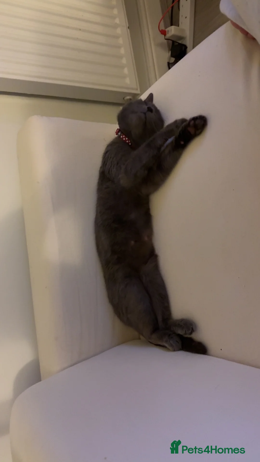 Russian Blue cats for sale: Russian blue female cat in Cannock - Advert 7