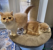 Exotic cats - Advert 3