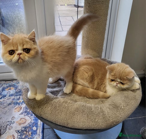 Exotic cats - Advert 1