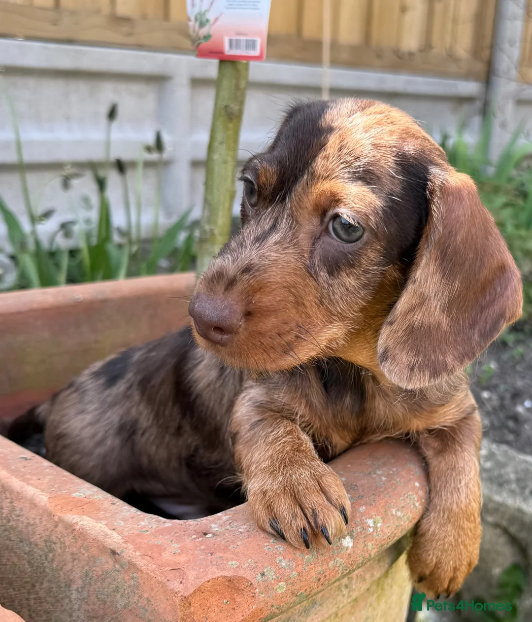 Miniature Dachshund dogs for sale: Kc registered miniature wire haired - Advert 8