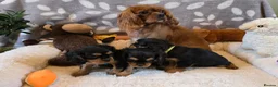 Cavalier King Charles Spaniel dogs for sale: KC and DNA health tested  - Advert 5