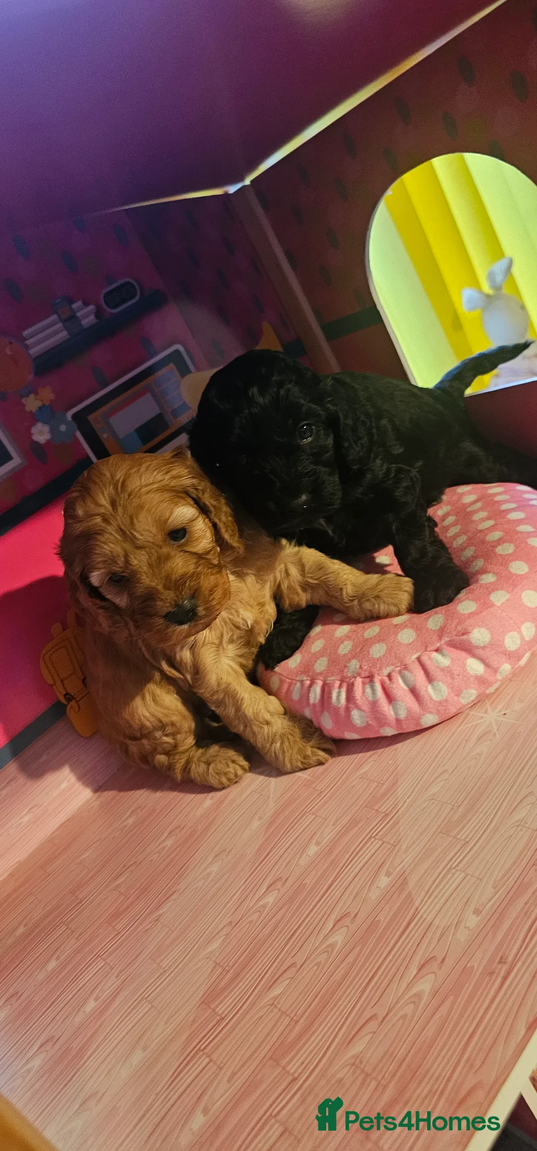 Cockapoo dogs for sale: Cockapoo puppies £650 - Advert 4