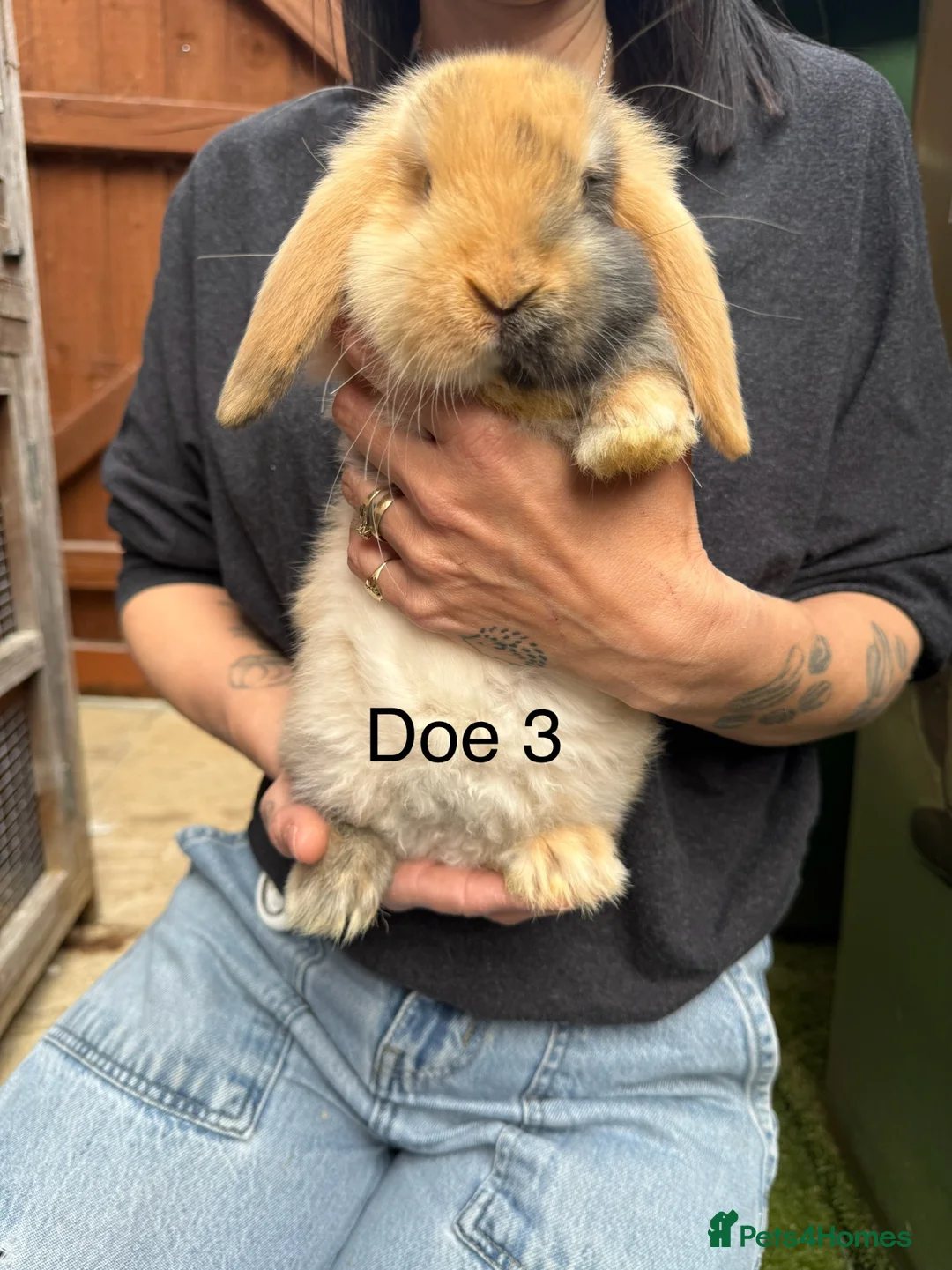 Mini Lop rabbits for sale: Gorgeous baby mini lops  - Advert 10