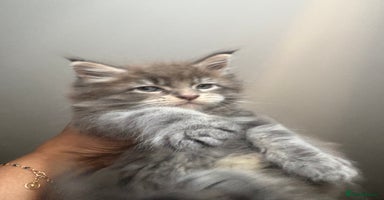 Maine Coon cats - Advert 13
