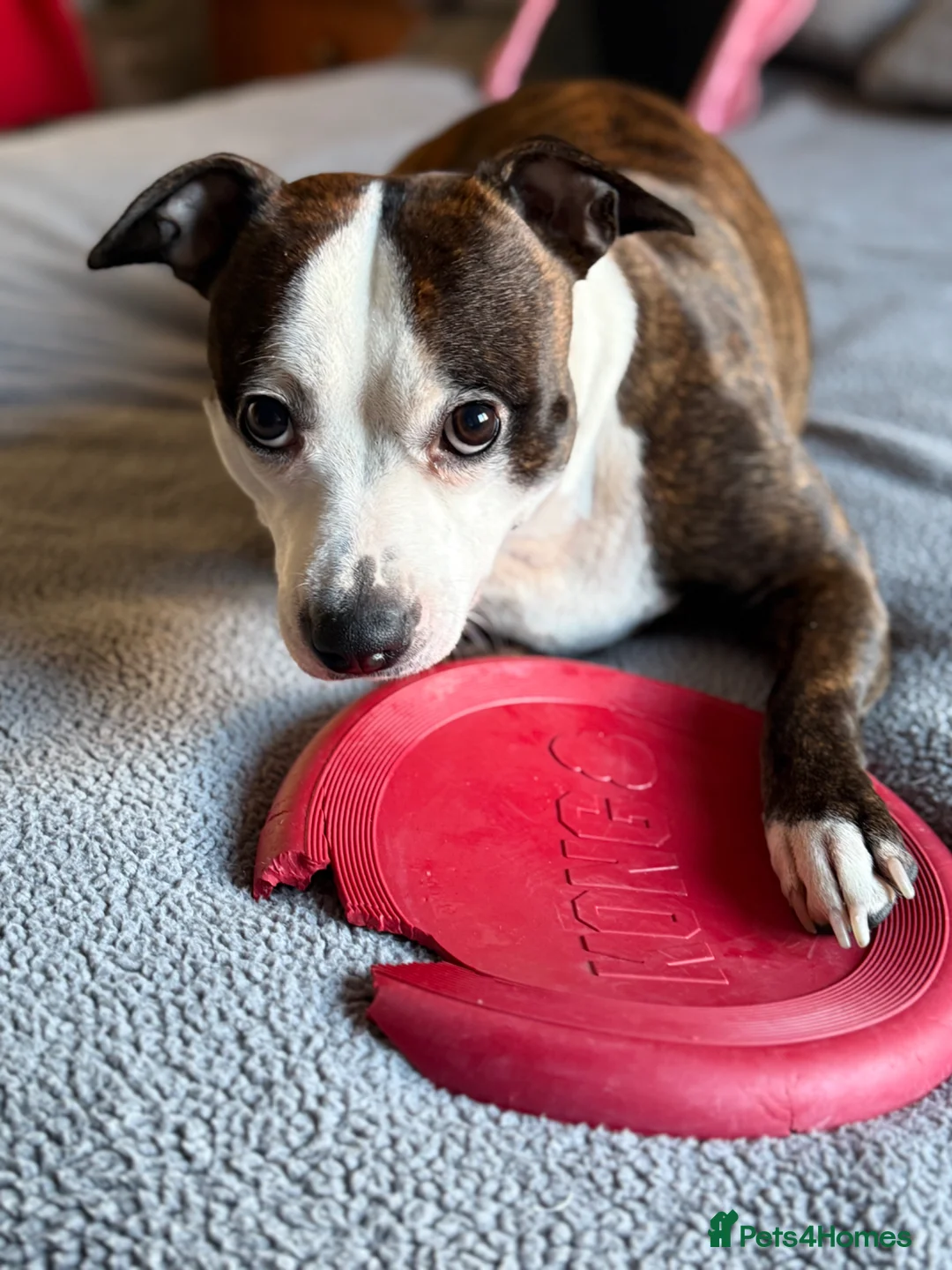 Staffordshire Bull Terrier dogs for stud: 3 year old female looking for stud  - Advert 2