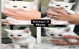Mixed Breed cats for sale: White / Odd eye / black  Russian mix kittens /  - Image 4