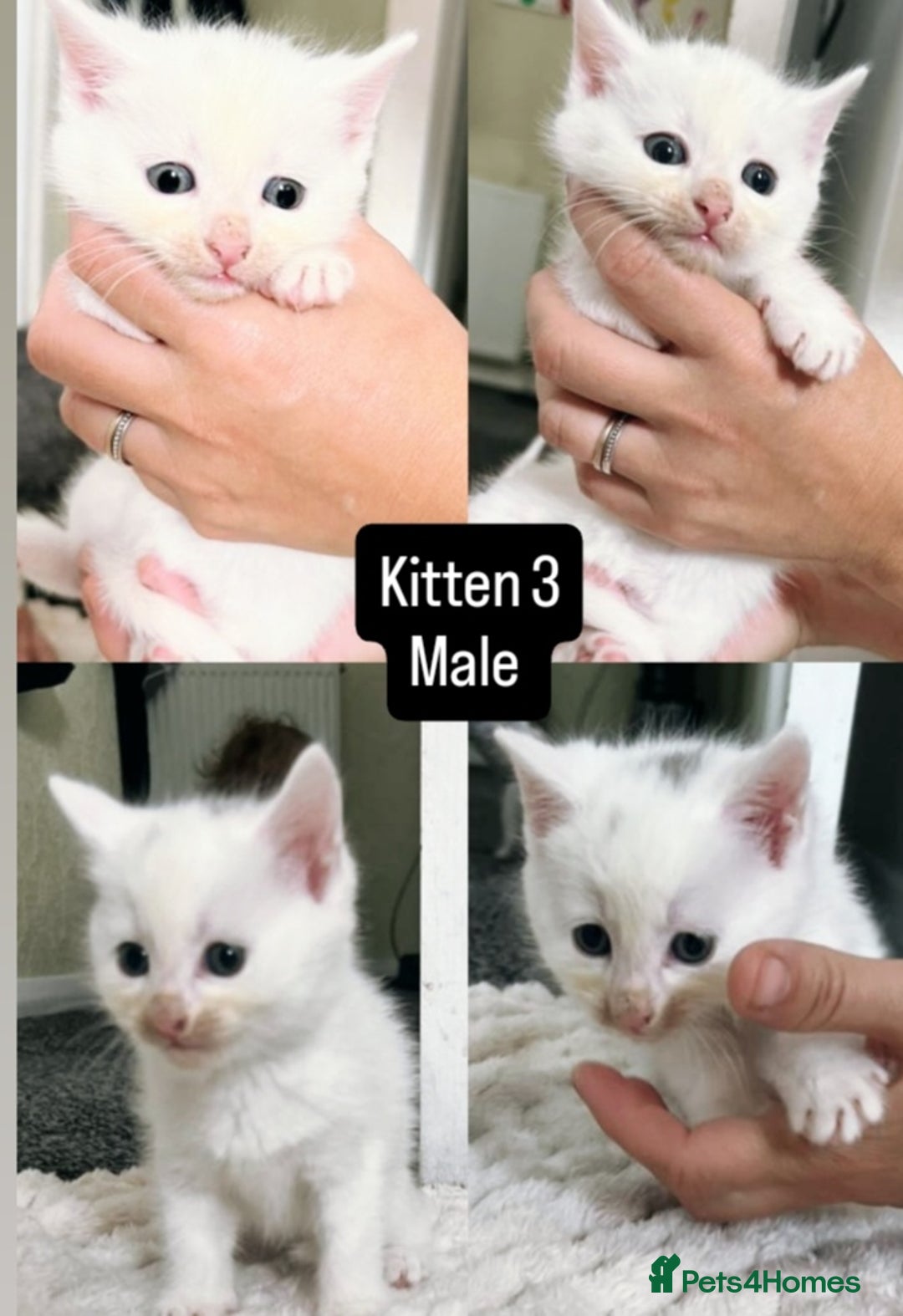 Mixed Breed cats for sale: White / Odd eye / black  Russian mix kittens /  - Image 4