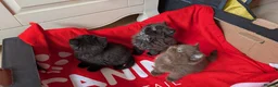 British Longhair cats for sale: Beautiful British Shorthair & Longhair Kittens 🐾 - Advert 8