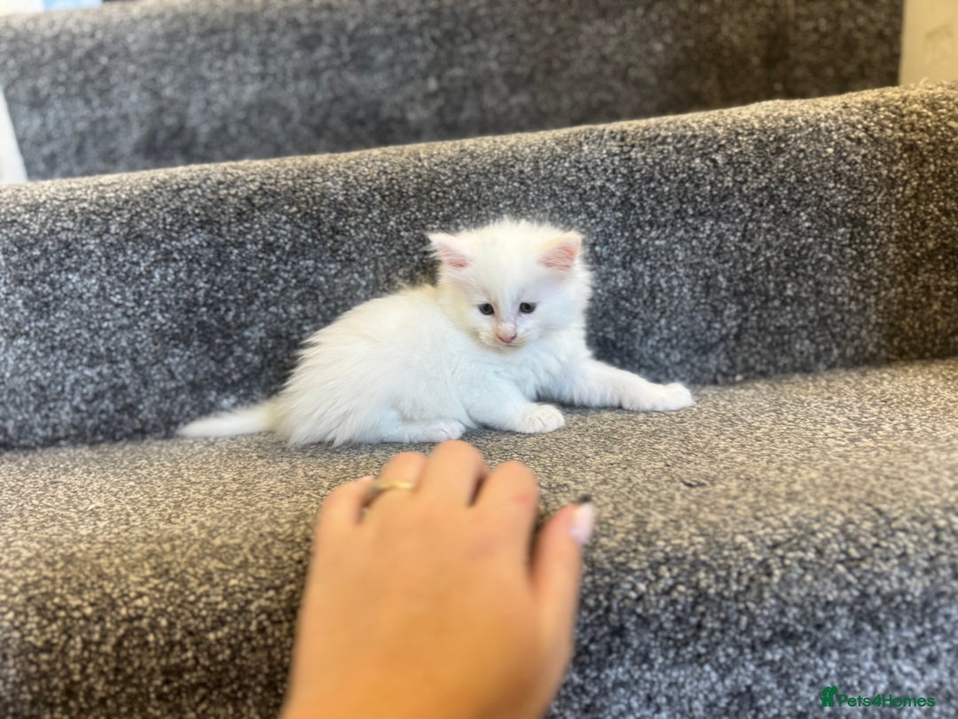 Maine Coon cats for sale: Mainecoon pure kittens  - Image 7